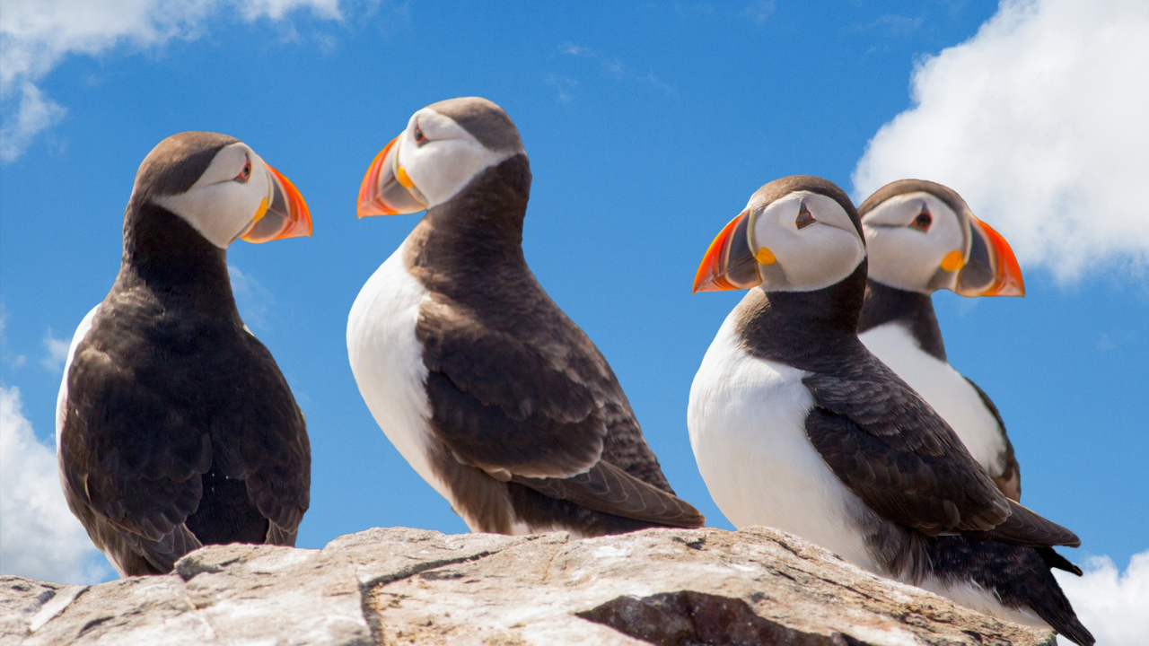 Group of puffins sitting on rock. Puffins are a small black and white bird with orange beak.